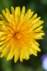 Top angle macro view onto fresh petals of Dandelion flower on fresh green background
