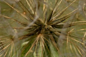 A delicate ball of dandelion seeds. Herb, spice and medicinal plant.