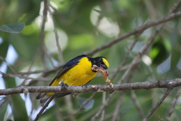 pajaro amarillo comiendo en la rama