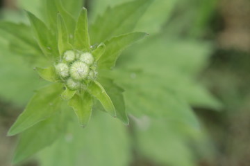 緑の植物の蕾を上からアップで撮影した写真