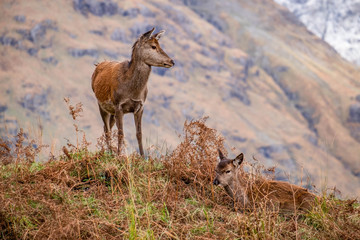 Deer at Glen Etive, Ballachulish in the dramatic highlands of scenic Scotland, fantastic adventure travel destination or holiday vacation to view picturesque scenery at sunrise or sunset