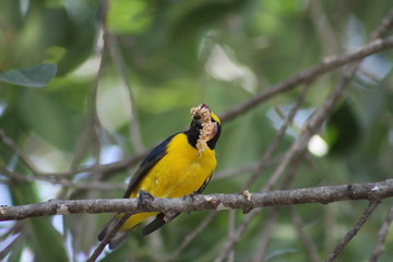 pájaro botaneando  