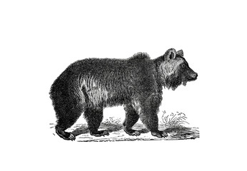 Illustration of a Brown Bear in popular encyclopedia from 1890