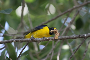 pajaro amarillo comiendo en la rama