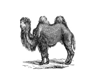 Illustration of a Camel in popular encyclopedia from 1890