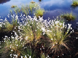 Tussock cotton-grass growing in peat bog Himmelmoor in Germany