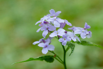 Lunaria rediviva, known as perennial honesty, is a hairy-stemmed perennial herb found throughout Europe. Unique forest beech ecosystem with flowering plants Lunaria rediviva.

