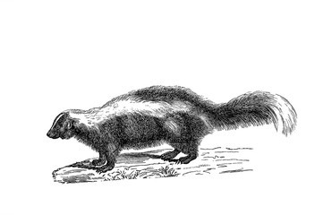 Illustration of a Skunk in popular encyclopedia from 1890