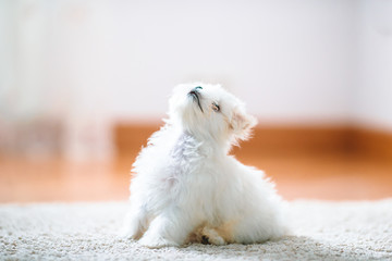 White cute maltese puppy, 2 months old looking at us