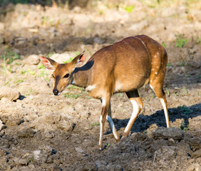 Bushbuck ewe at Lake Panic, Kruger National Park