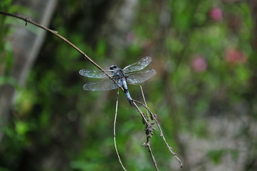 close up detail of dragonfly. dragonfly image is wild with green and bokeh background.