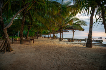 palm trees on the beach sunrise