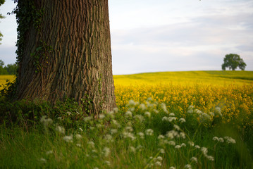 Old tree on the edge of a field of rapeseed