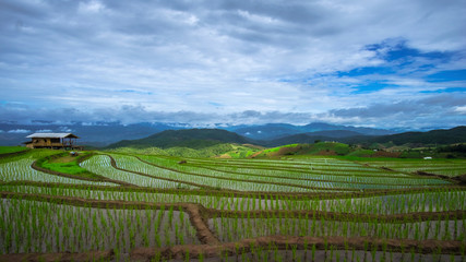 Fototapeta na wymiar Ban Pa Pong Piang rice terraces field in Chiangmai province of Thailand.