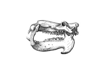 Illustration of a skull of Hippopotamus in popular encyclopedia from 1890