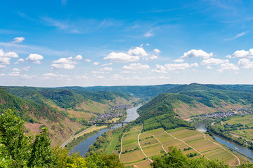 Fototapeta na wymiar Beautiful, ripening vineyards in the spring season in western Germany, the Moselle river flowing between the hills. In the background of blue sky and white clouds.