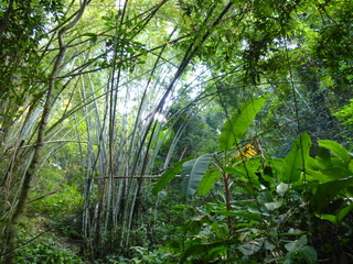 Fototapeta na wymiar Bamboo trees in a forest in northern Thailand