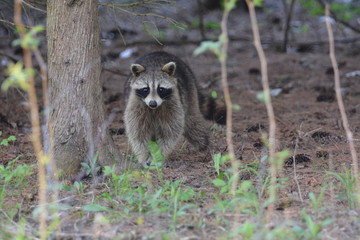Raccoon walking in forest