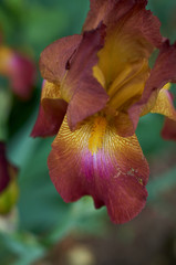 red iris flower close up in the garden in spring
