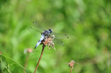 close up detail of dragonfly. dragonfly image is wild with green and bokeh background.