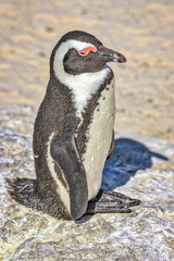 Naklejka premium Cape of Good Hope, South Africa