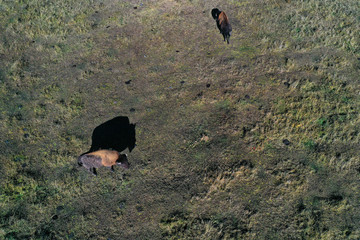 Two Wood Bisons Grazing in the Ust-Buotama nursery in Lena Pillars Nature Park, Sakha Republic, Yakutia, Russia. Aerial view. Wood bisons imported from Canada live in this place © Tatiana Gasich