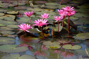 Beautiful red lotus on pond closeup. © pangcom