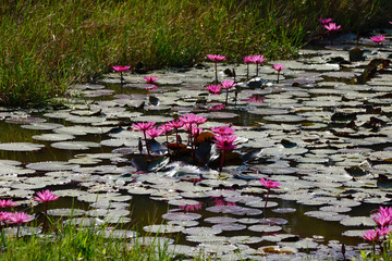 Beautiful red lotus on pond closeup. © pangcom
