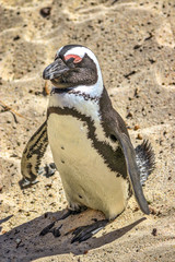 Obraz premium Cape of Good Hope, South Africa