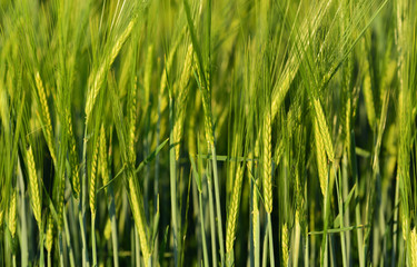 Fototapeta na wymiar Background with a grain field with green, still immature ears, in spring