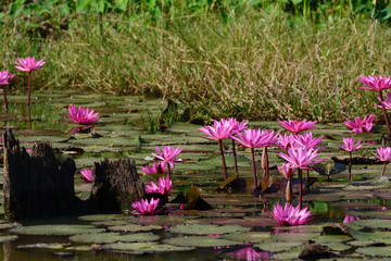 Beautiful red lotus on pond closeup. © pangcom