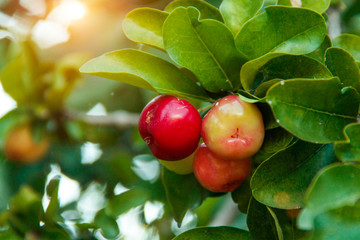 Acerola cherry on the tree with water drop, High vitamin C and antioxidant fruits.