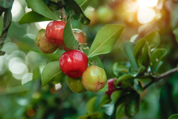 Acerola cherry on the tree with water drop, High vitamin C and antioxidant fruits.