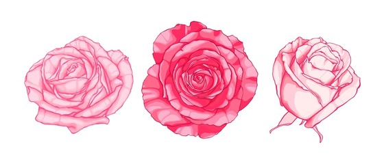 Set of hand drawn pink roses. Cartoon style.