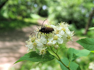 Beetles of the longhorn beetle family in copula on the flowers