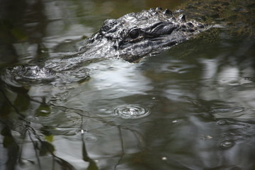 American Alligator Swimming in Water Closeup