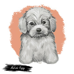 Mal-shi Dog isolated digital art illustration. Hand drawn dog muzzle portrait, puppy cute pet. Dog breeds originating United States. Mal-shi dog mixed breed of Maltese and Shih-Tzu, cross breed.