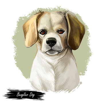 Beaglier dog designer breed, offspring Beagle and Cavalier King Charles Spaniel isolated digital art illustration. Hand drawn dog muzzle portrait, puppy cute pet. Dog breeds originating United States.