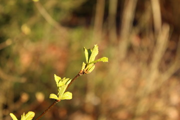 Burgeon on the spring 