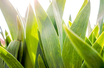 Fototapeta premium long thin green leaves as part of natural plant