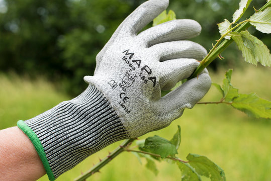gant de la marque fran&ccedil;aise Mapa utilis&eacute; pour supprimer des ronces, Marmande, France mai 2020