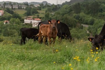 una vaca mirando a lo lejos