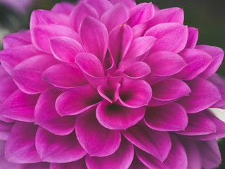 Dahlia flower