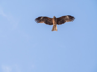 鳶