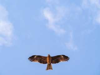 鳶