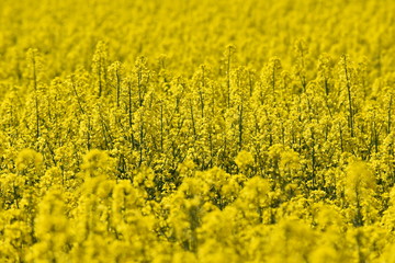 Rapsfeld in voller Bl&uuml;te