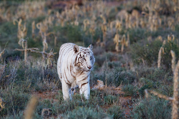 Fototapeta na wymiar Rare white Tiger female walking in Tiger Canyons Game Reserve in South Africa