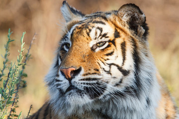 Tiger portrait in Tiger Canyons Game Reserve in South Africa