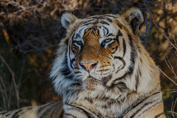 Tiger male portrait in Tiger Canyons Game Reserve in South Africa