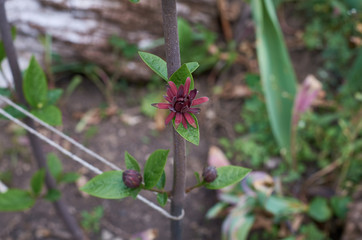 selective focus Burgundy flower Calycanthus on a branch blooms in the garden in the summer